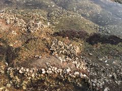 -日照灯塔风景区