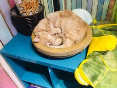 -小时光咖啡馆(开森度假森林店)