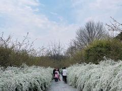 -上海共青森林公园