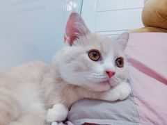 -创凡宠物医院·骨专科  猫科中心(西乡分院)
