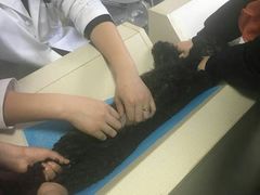 -德元·美联众合24小时动物医院(总院)