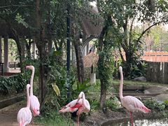 -清迈夜间动物园