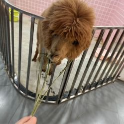 -Moni星球萌宠·小马宝莉·灵蛇·高端高阶全萌宠互动体验俱乐部(红豆国际广场店)