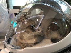 -纳吉亚猫专科动物医院·北北分院