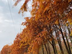 -上海海湾国家森林公园