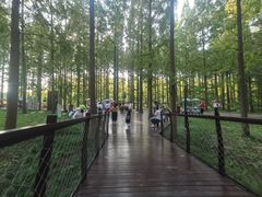 -黄海国家森林公园