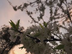 -笑红饭庄