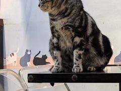 -Meowの猫咖(万家丽店)