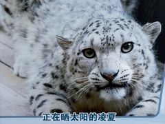 -青藏高原野生动物园