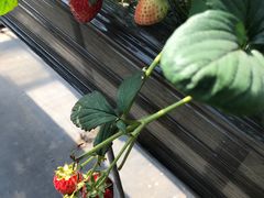 -甜心庄园·甜心草莓采摘园(西青中北店)