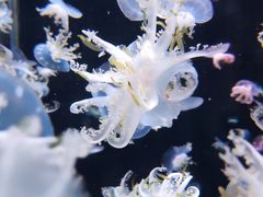 -太平洋海底世界