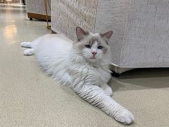 -藏猫猫咖啡主题馆(中央大道店)