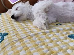 -美联众合动物医院·24h转诊中心