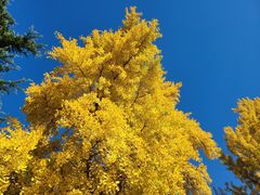 -三里屯东五街银杏大道