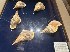 -青岛贝壳博物馆