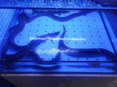 -富山日式料理(宽厚里店)