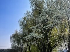 -九里河湿地公园
