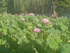 -莲湖公园