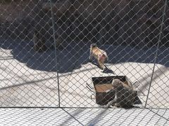 -新疆天山野生动物园