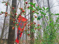 -林间山庄