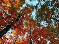 -三圣花乡旅游区