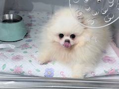 -北京派仕佳德动物医院·超导核磁·CT·神经科·骨科·内外科·急重症管理中心