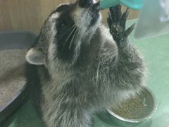 -藦茜花园宠物主题亲子互动体验馆(国顺东路店)