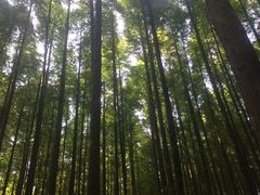 -山王坪喀斯特国家生态公园