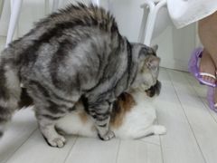 -喵的天空名猫咖啡馆·撸猫·猫舍·用品