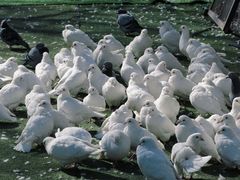 -长白岛森林公园