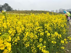 -三圣花乡旅游区