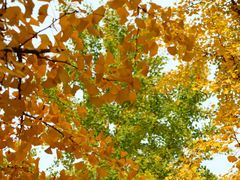 -金地格林小镇6号院