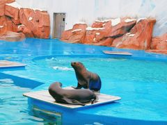-上海海昌海洋公园
