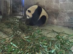 -成都大熊猫繁育研究基地