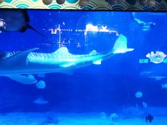 -烟台海昌鲸鲨海洋公园