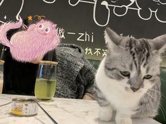-遇见羊驼·奶狗咖·布偶猫咖·法斗柯基柴犬阿拉斯加(春熙路太古里IFS店)