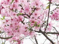 -天适樱花悠乐园