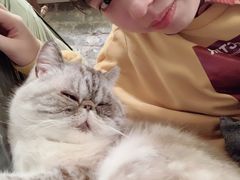 -猫色咖啡·猫咖