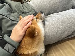 -怪兽屋·羊驼·猫咖·狗咖(俊华广场店)