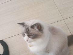 -是阿柴呀！柴犬咖啡·爱喵喵猫咖