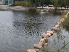 -绿岛公园(滨海新区)