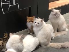 -瞄一喵猫咖(格力海岸店)