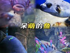 -重庆欢乐海底世界