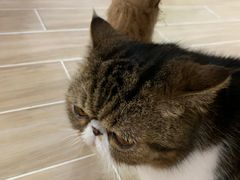 -李小姐の猫咖啡馆(五角场店)