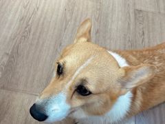 -有猫主题·治愈系猫咖(曾厝垵店)