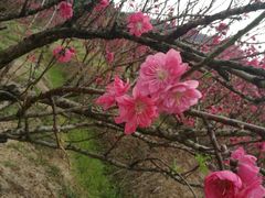 -南国桃园旅游度假区