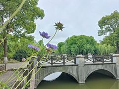 -上海鲜花港