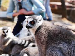 景点-大连森林动物园