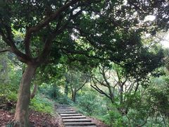 -黄埔油麻山森林公园