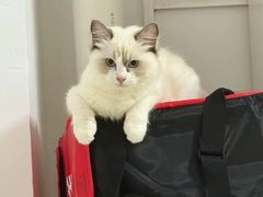 -御宝贝·A梦猫科宠物医院(国际猫友好医院)